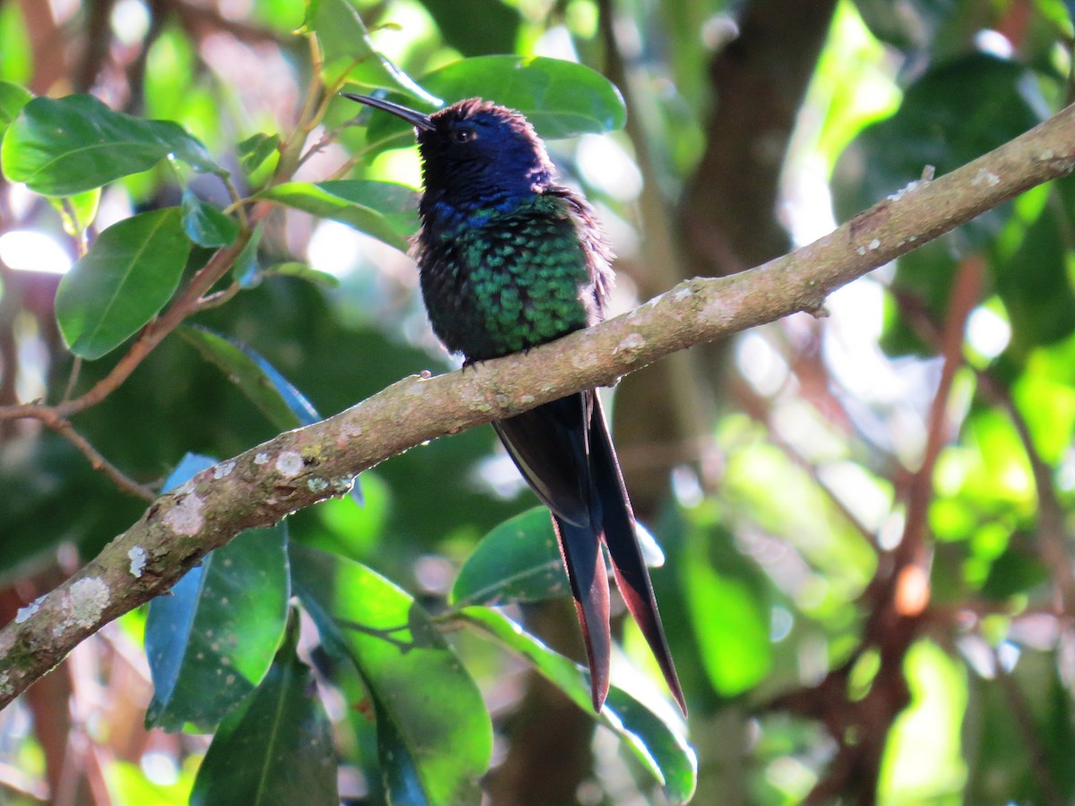 Swallow-tailed Hummingbird - ML638192427