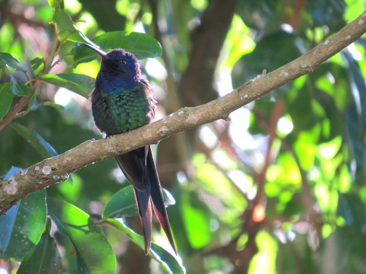 Swallow-tailed Hummingbird - ML638192428