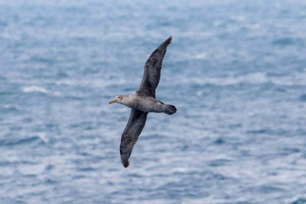Northern Giant-Petrel - ML638192445