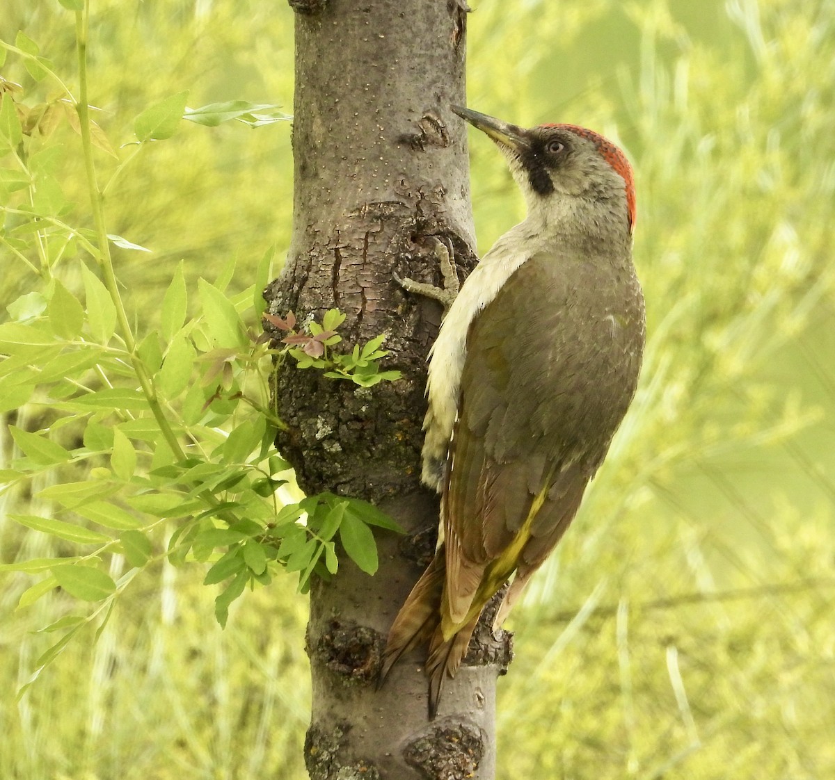 Iberian Green Woodpecker - ML638192446