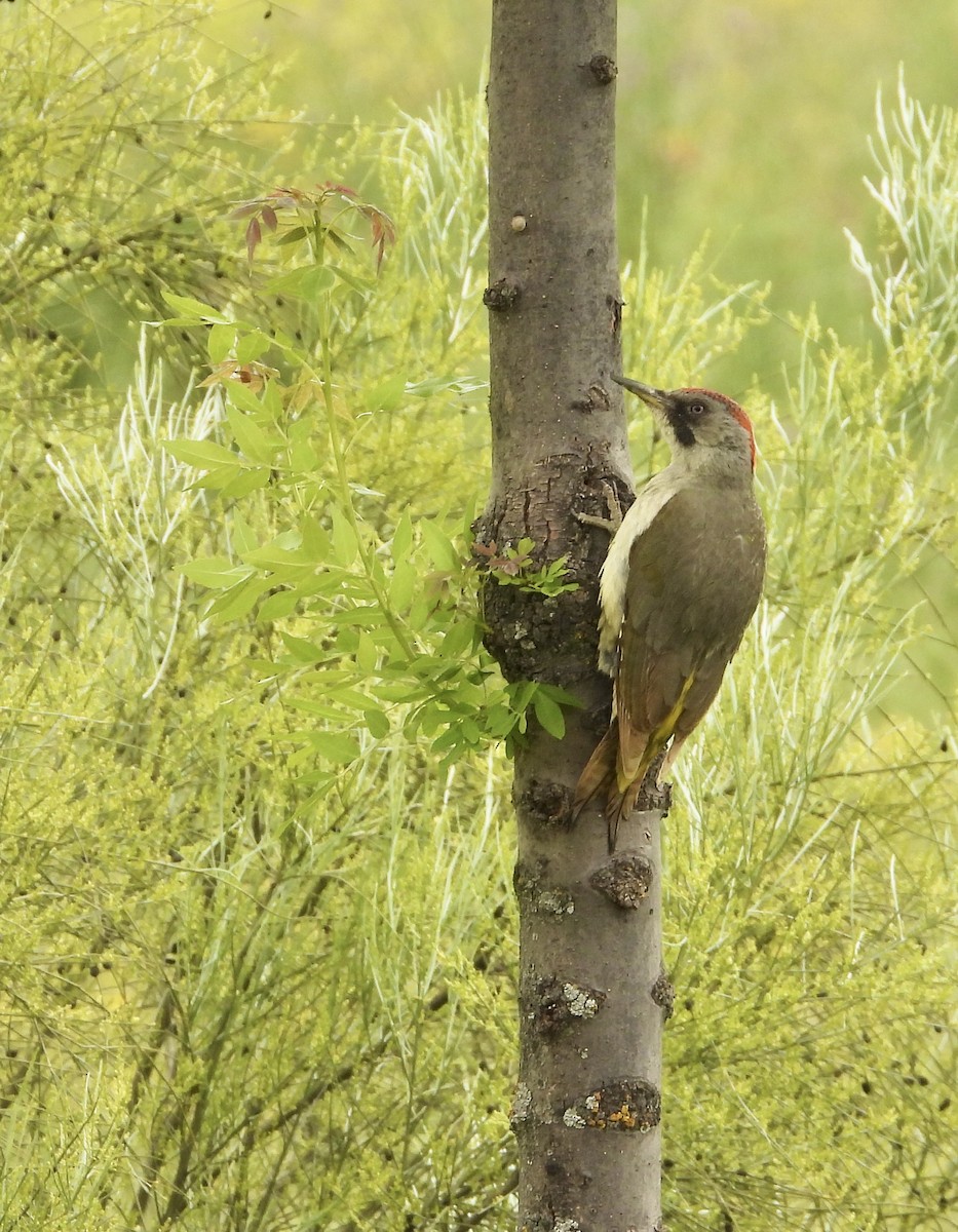 Iberian Green Woodpecker - ML638192447