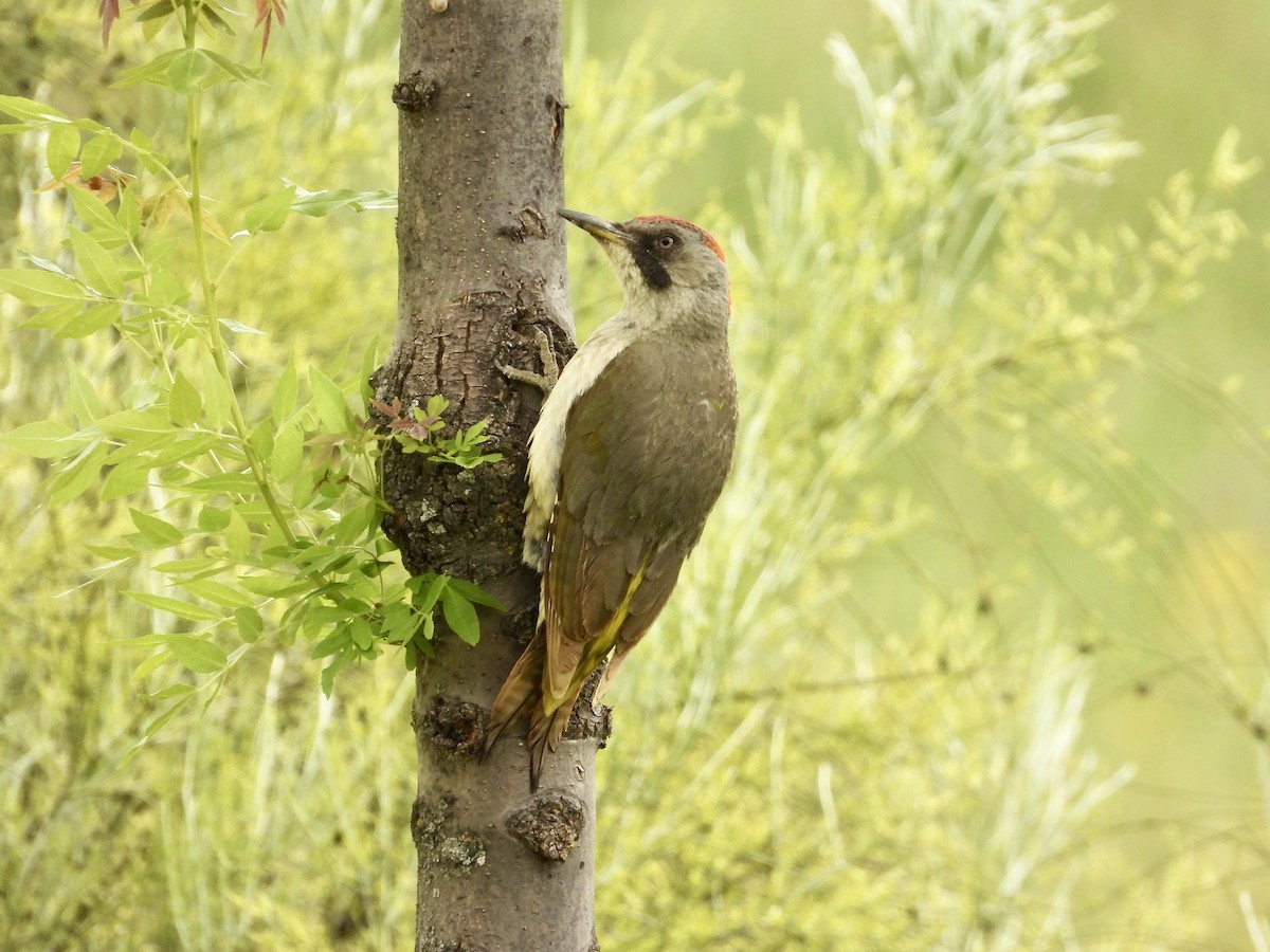 Iberian Green Woodpecker - ML638192450