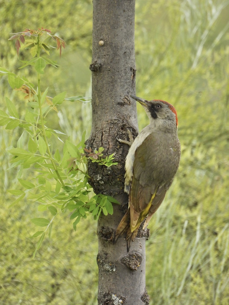 Iberian Green Woodpecker - ML638192451