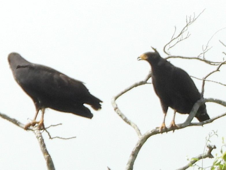 Common Black Hawk - ML638192490