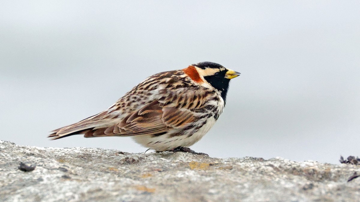 Lapland Longspur - ML638192497