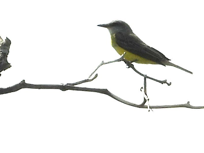 Tropical Kingbird - ML638192513