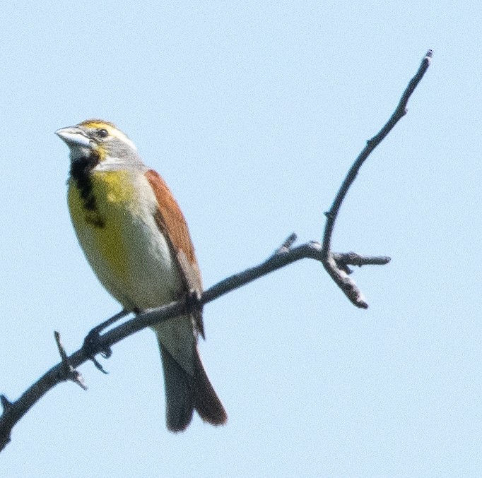 Dickcissel - ML638192517