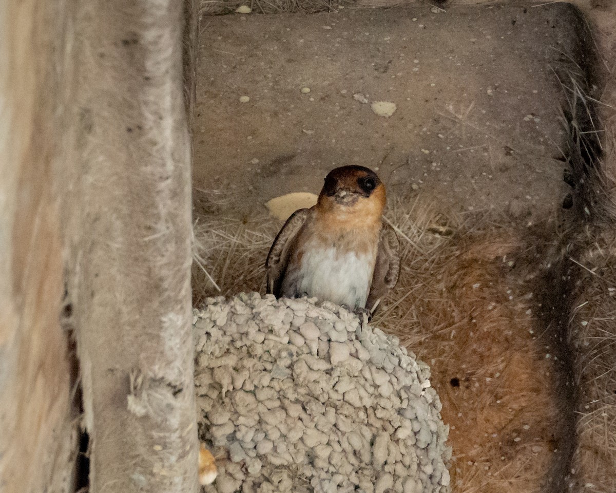 Cave Swallow - ML638192524