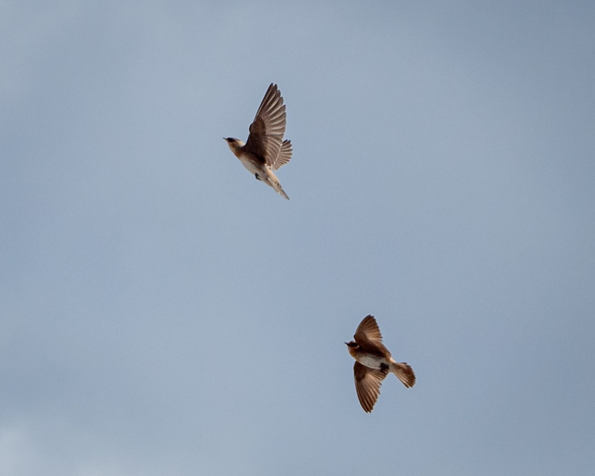 Cave Swallow - ML638192527