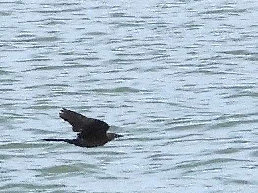 Great-tailed Grackle - ML638192529