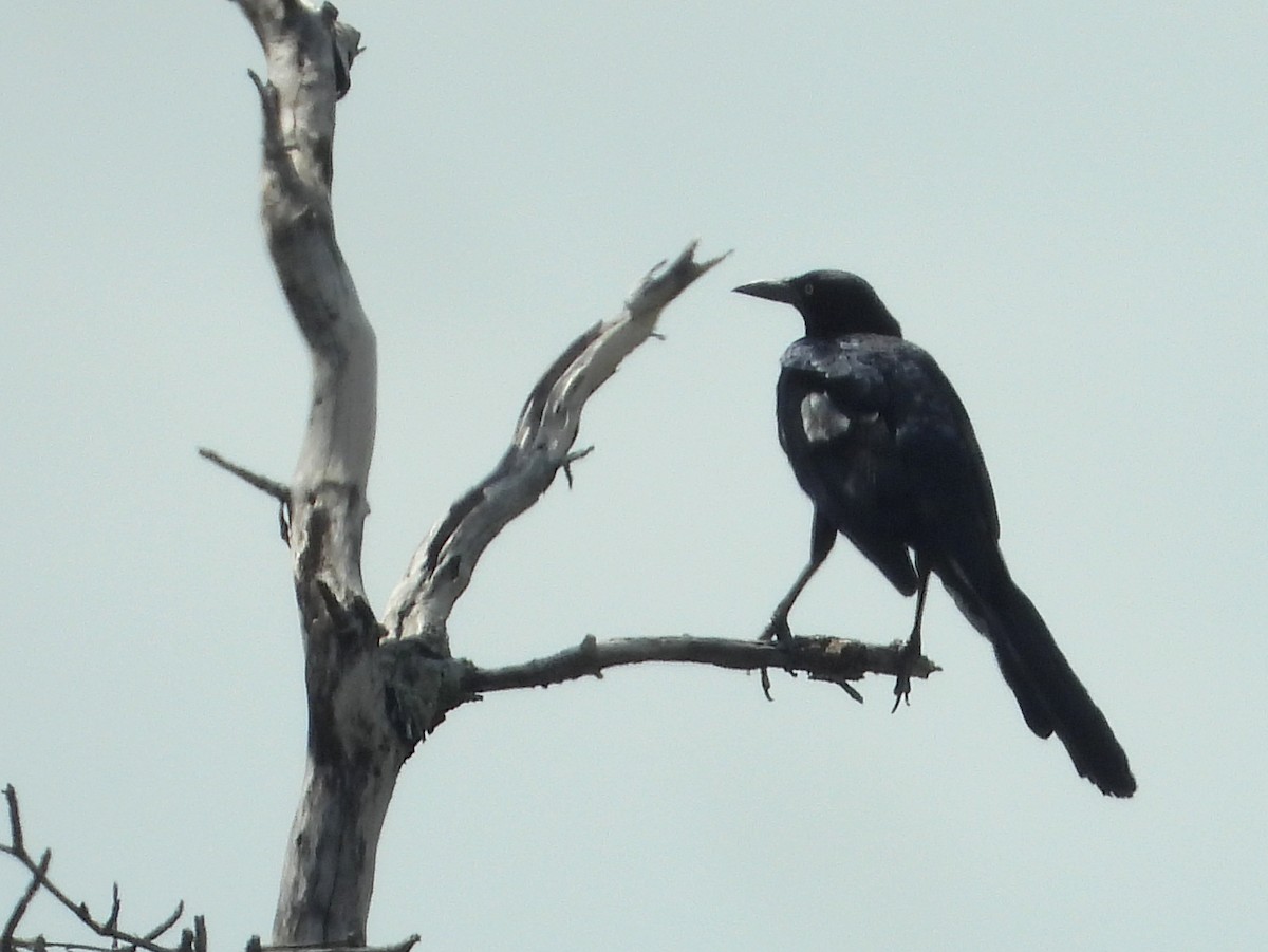 Great-tailed Grackle - ML638192530