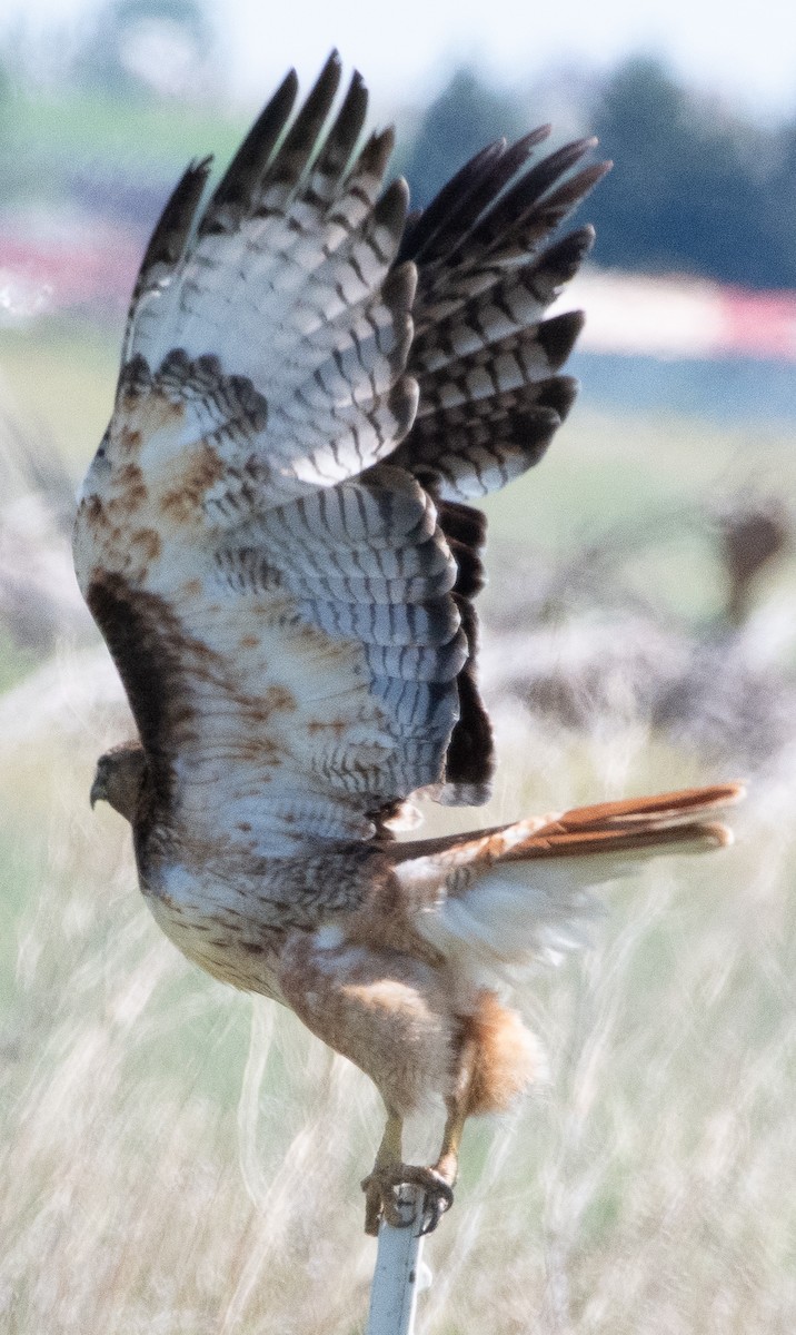 Red-tailed Hawk - ML638192532