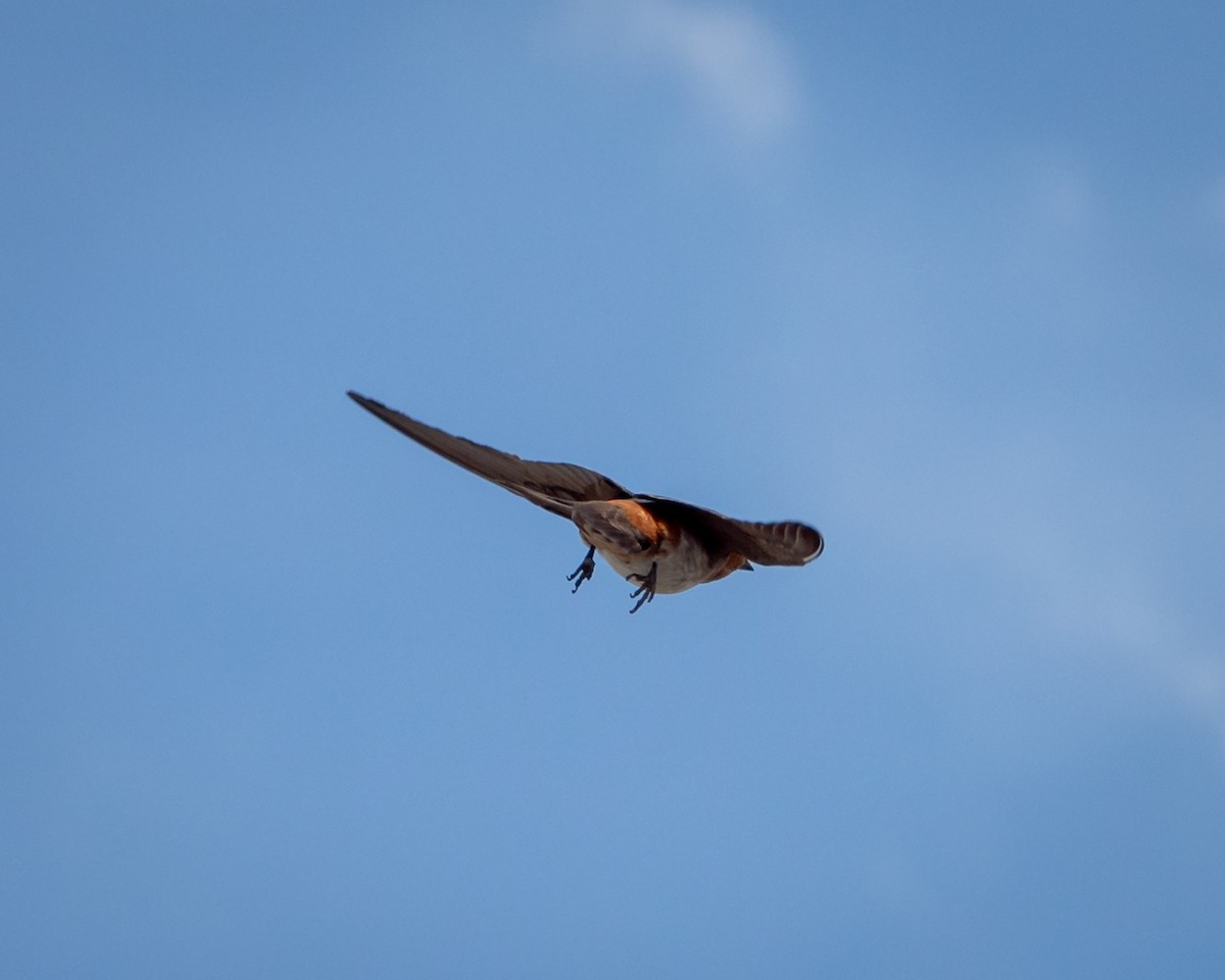 Cave Swallow - ML638192535