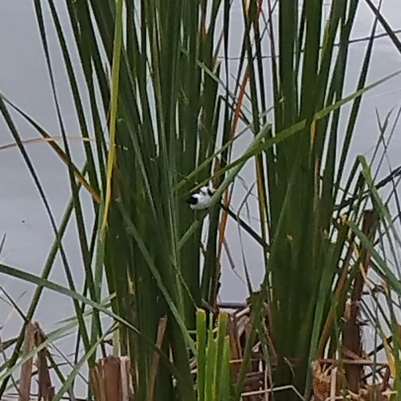 Pied Water-Tyrant - ML638192545