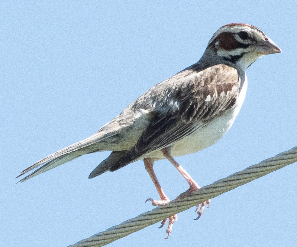 Lark Sparrow - ML638192548