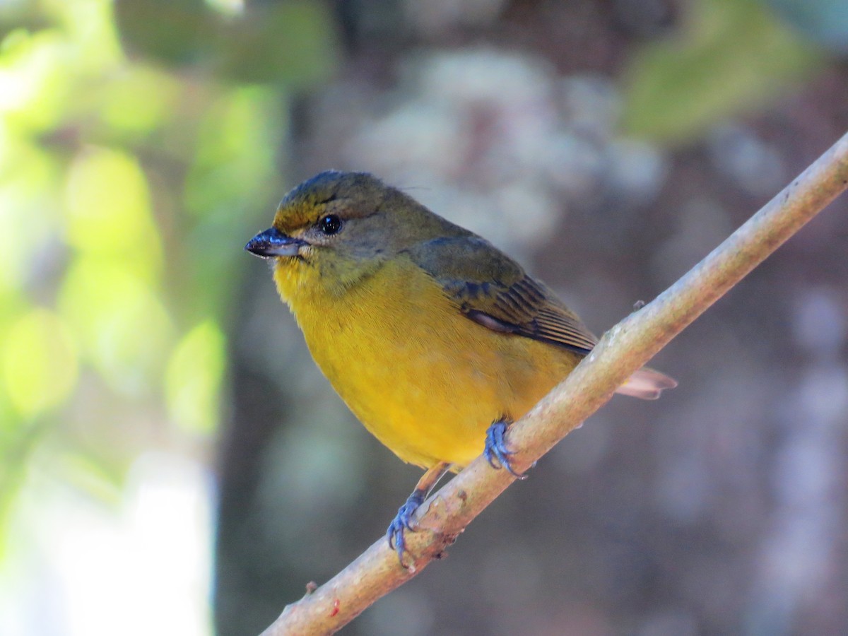Violaceous Euphonia - ML638192557