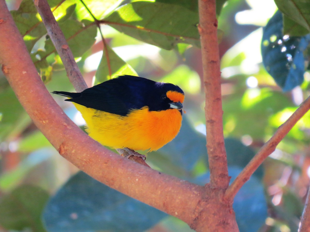 Violaceous Euphonia - ML638192559