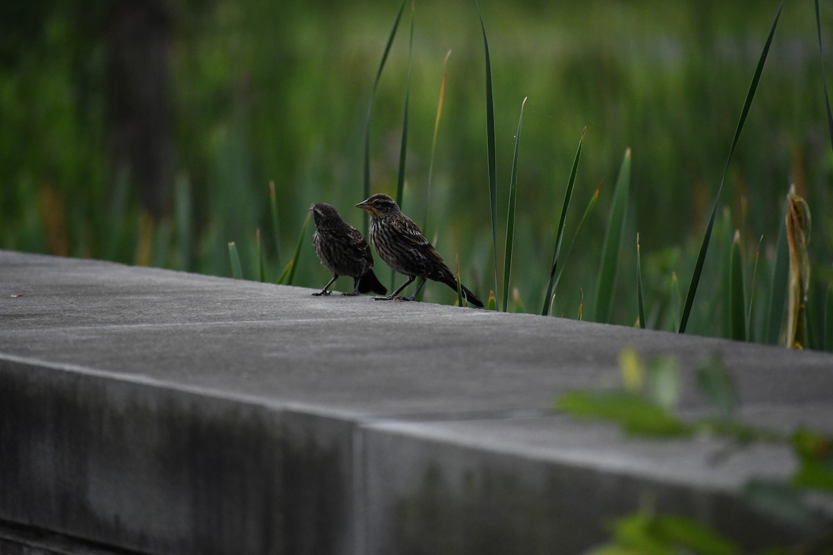 Red-winged Blackbird - ML638192603