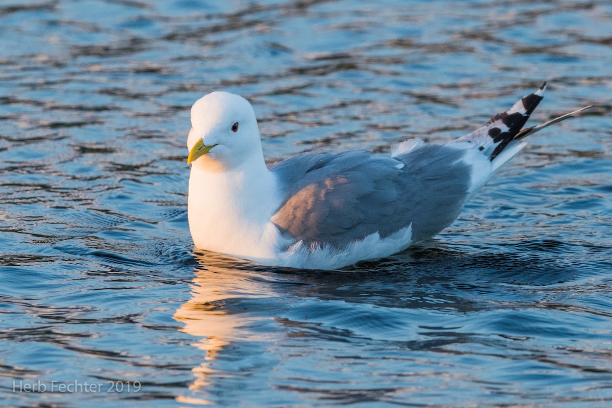 Short-billed Gull - ML638192690