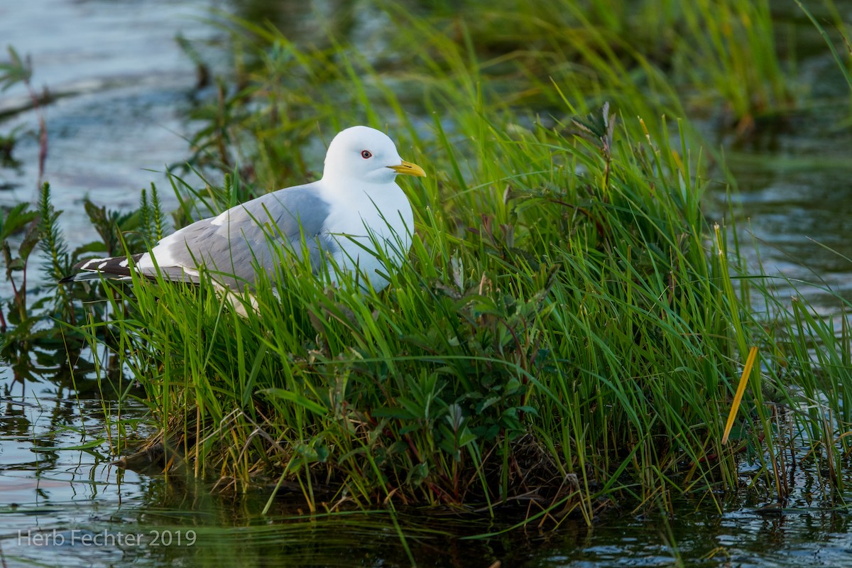Short-billed Gull - ML638192691
