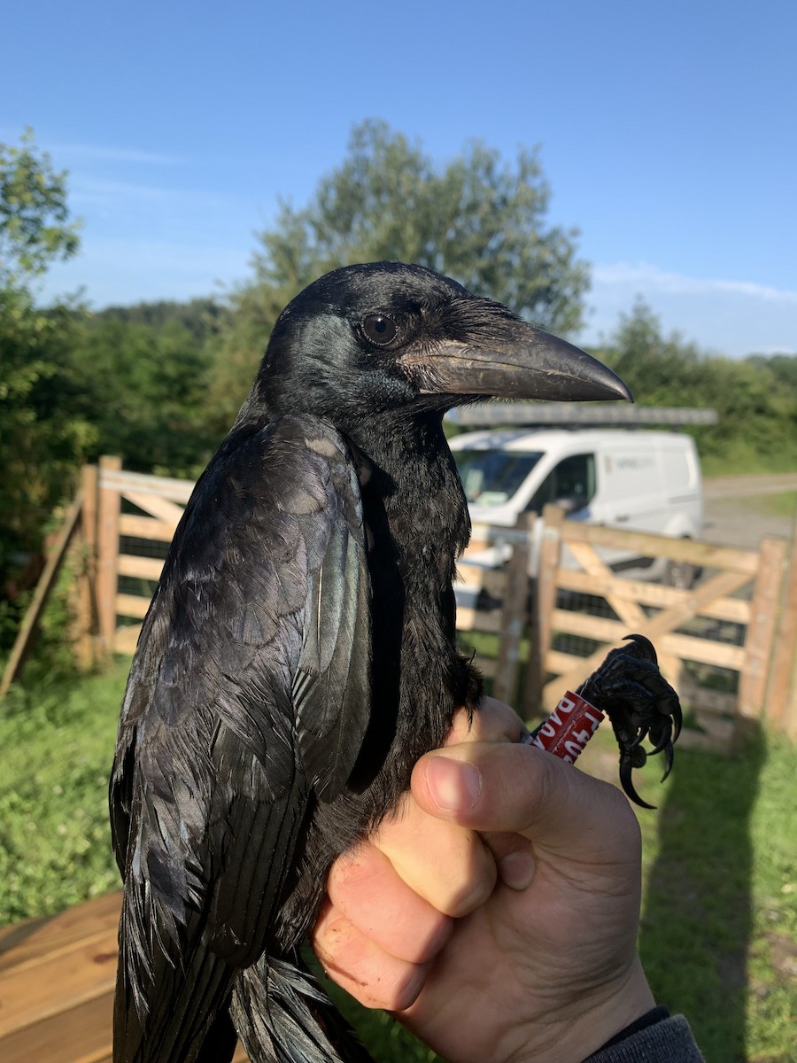 Rook - ML638192709