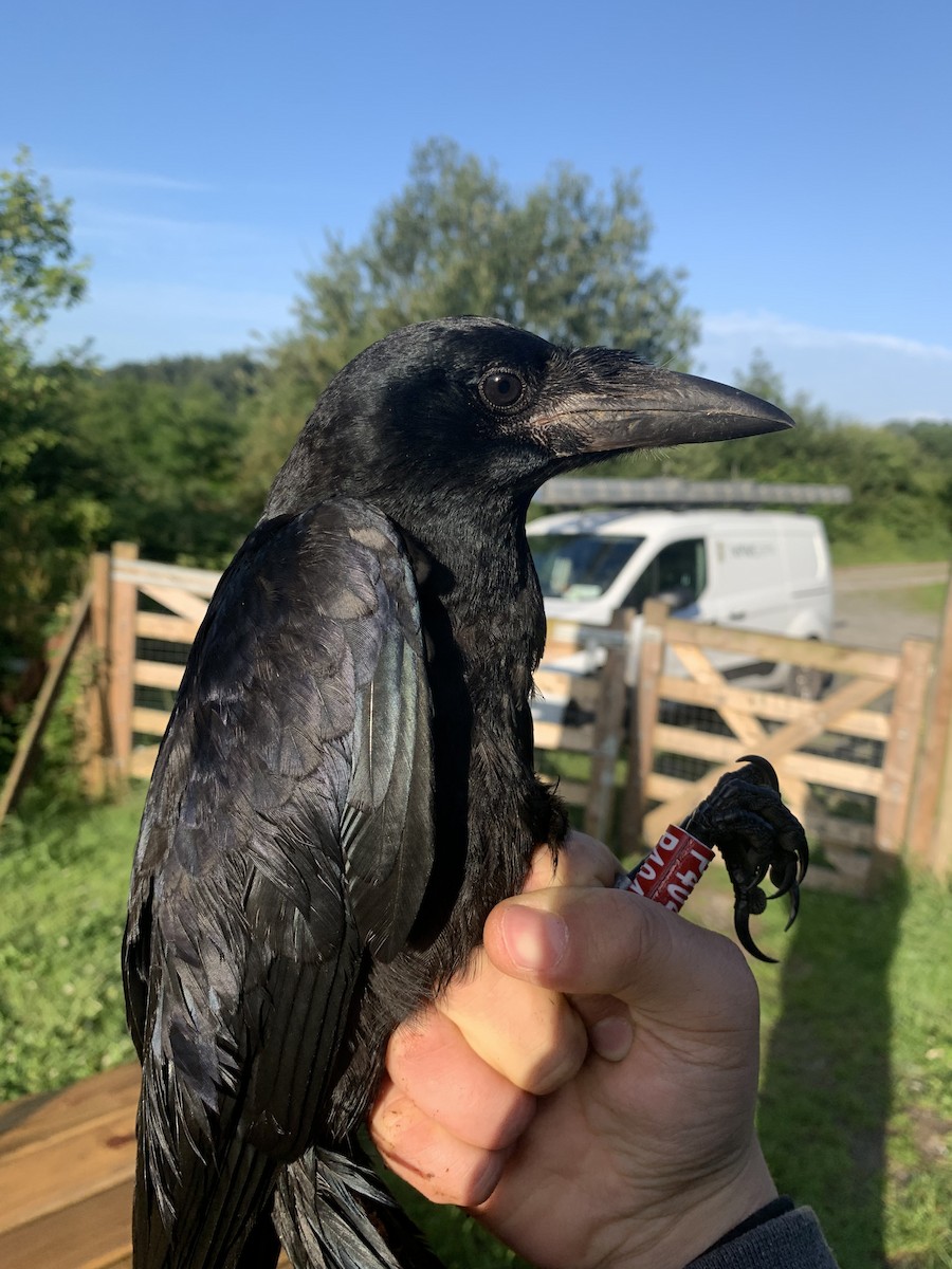 Rook - ML638192710