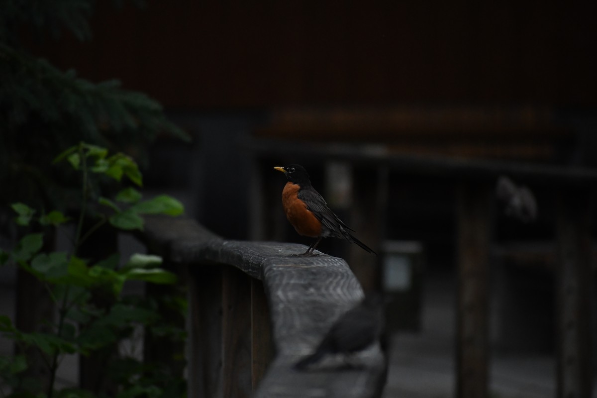 American Robin - ML638192721