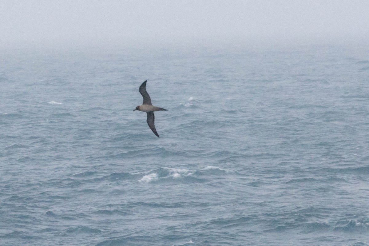 Albatros Tiznado - ML638192754