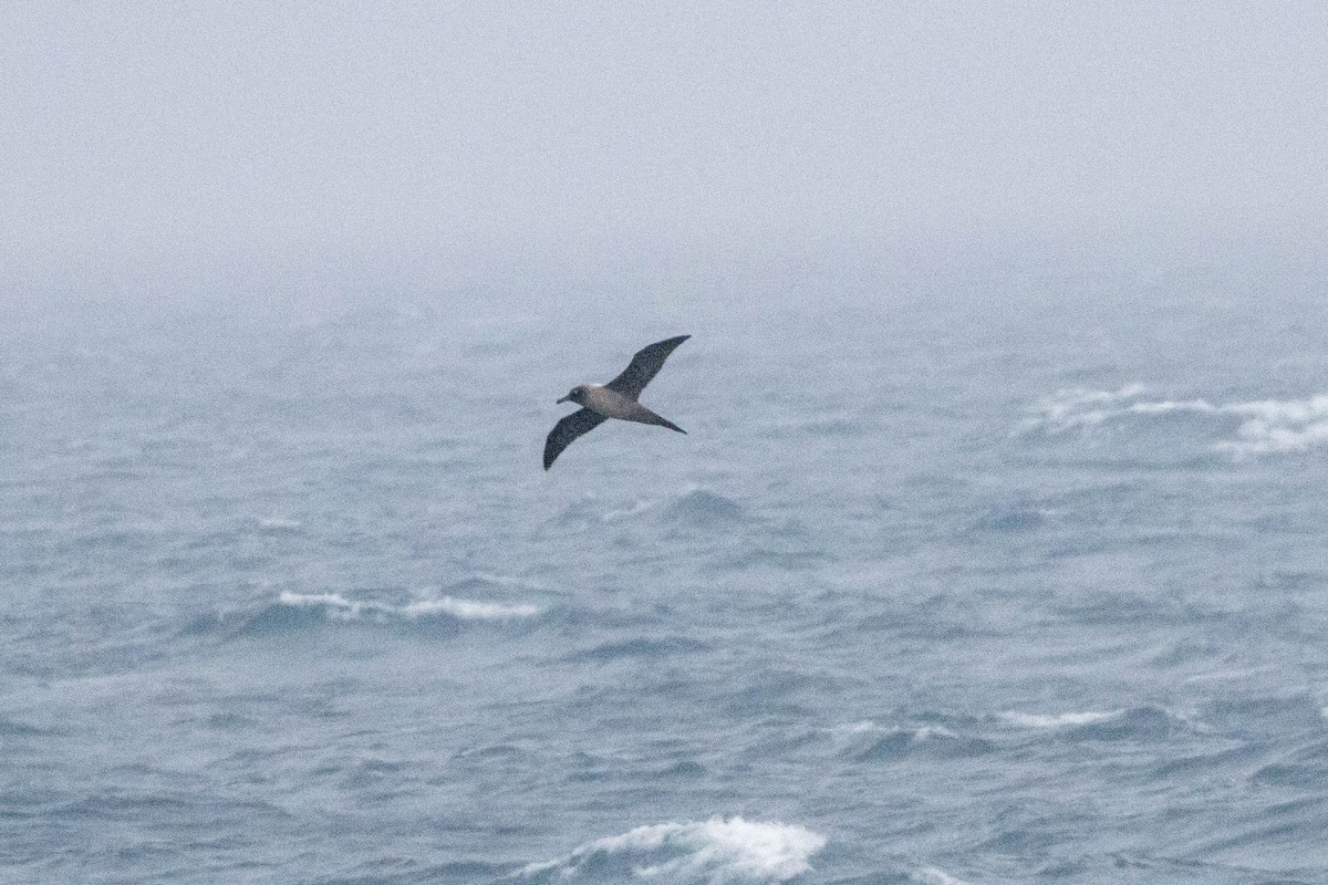 Albatros Tiznado - ML638192756