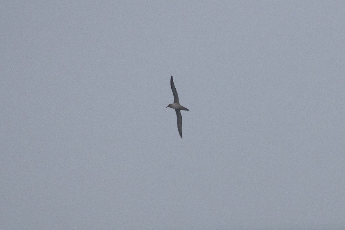Albatros Tiznado - ML638192757