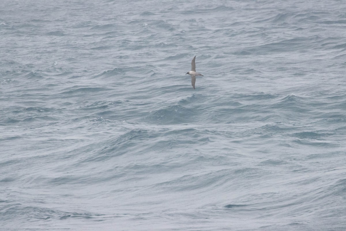 Albatros Tiznado - ML638192759