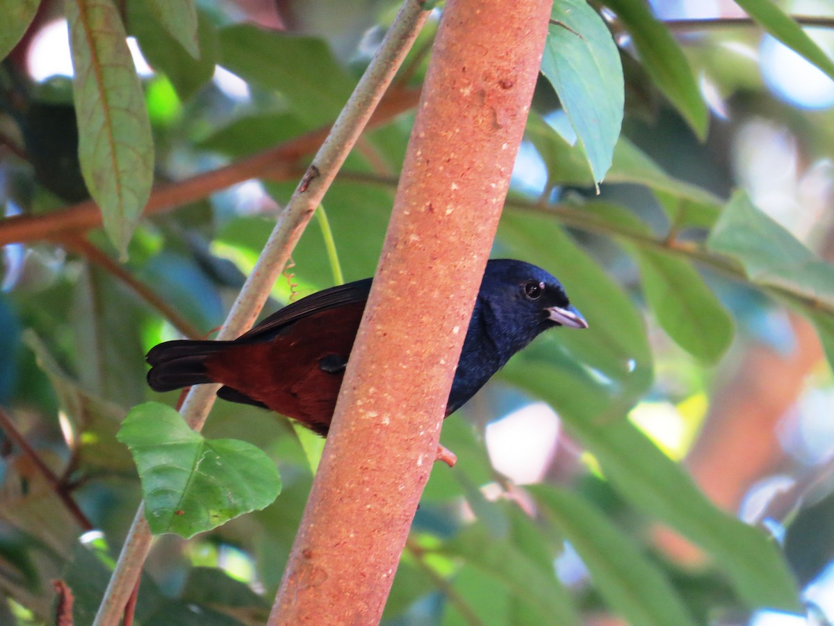 Chestnut-bellied Euphonia - ML638192783