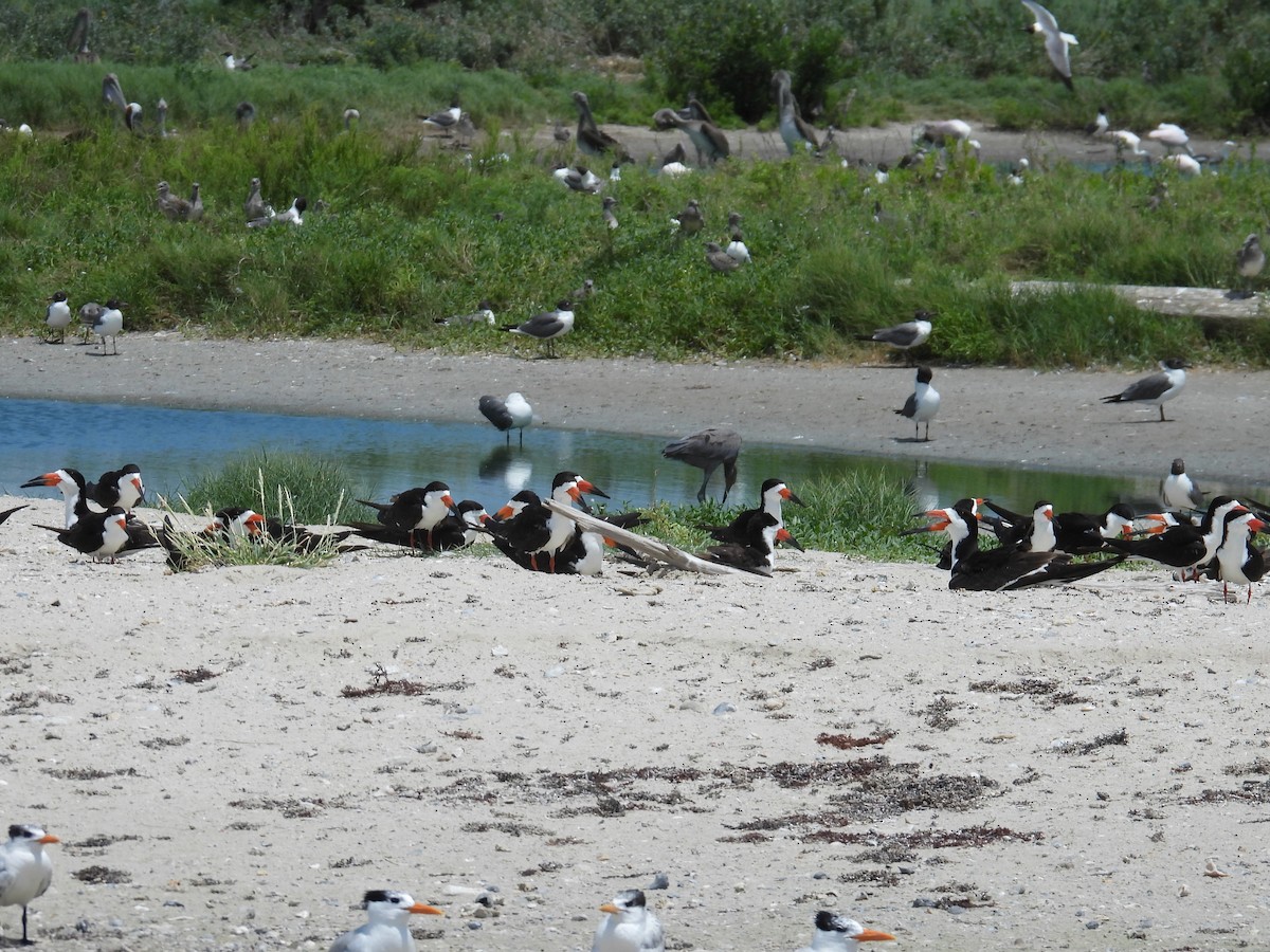 Black Skimmer - ML638192812