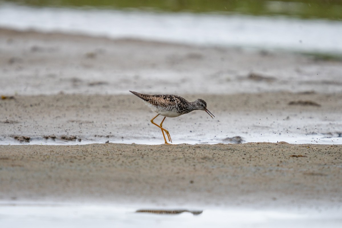 Lesser Yellowlegs - ML638192829