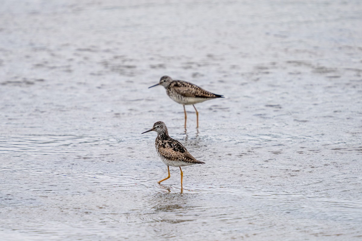 Lesser Yellowlegs - ML638192830
