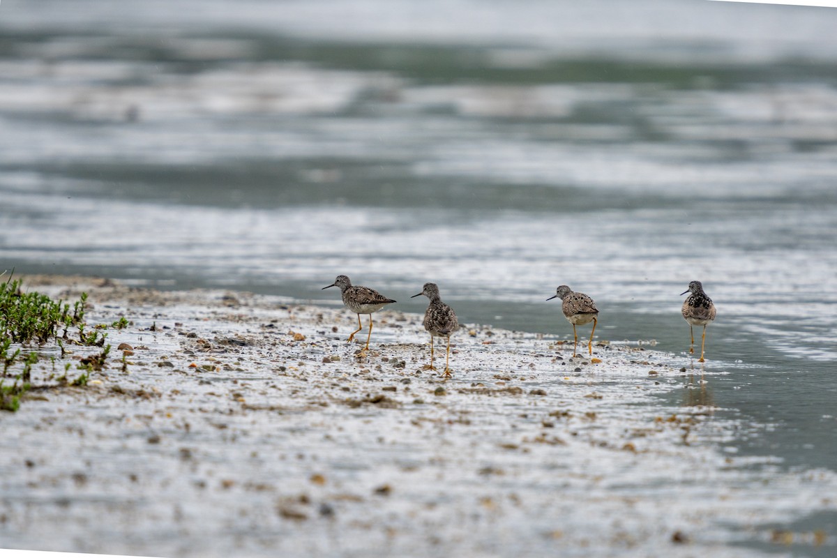 Lesser Yellowlegs - ML638192831
