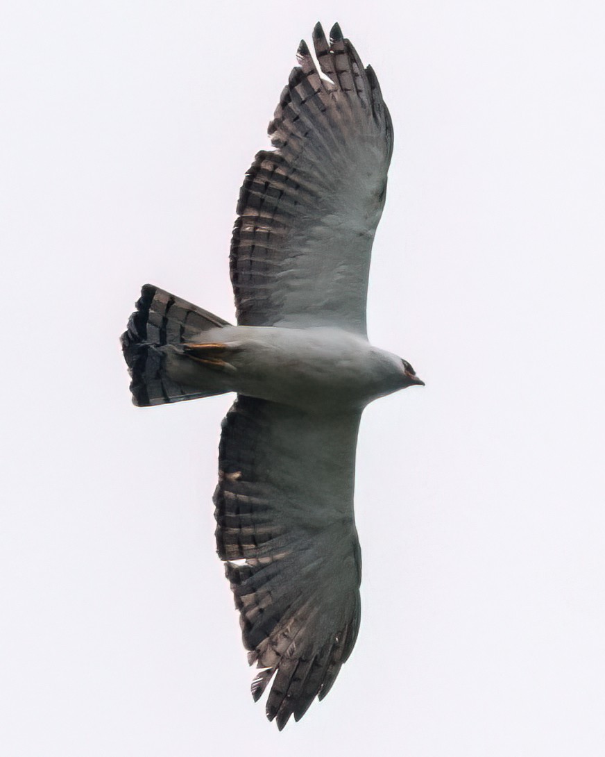 Black-and-white Hawk-Eagle - ML638192833