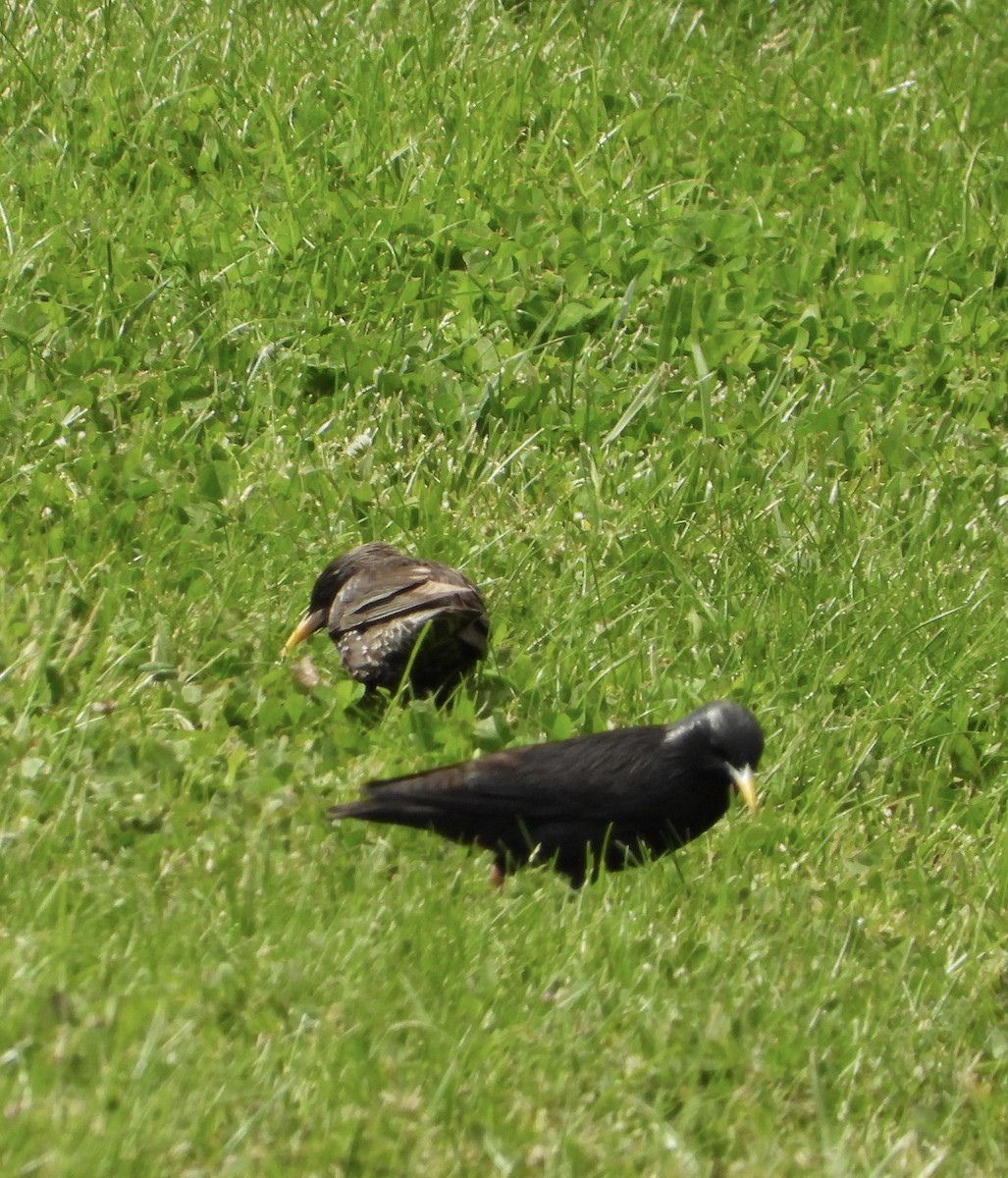 Spotless Starling - ML638192842