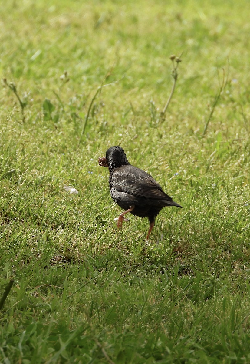Spotless Starling - ML638192843