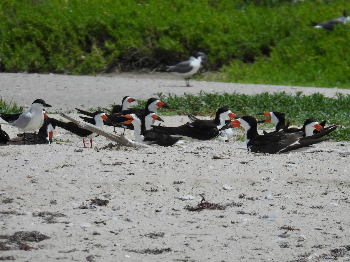 Black Skimmer - ML638192865