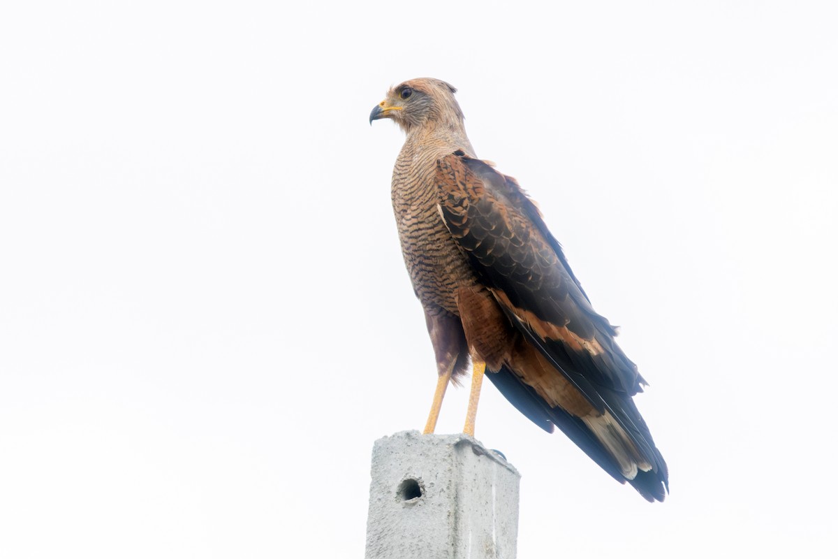 Savanna Hawk - ML638192868