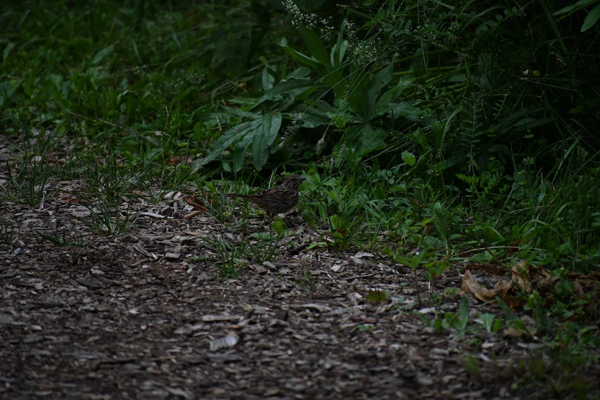 Song Sparrow - ML638192873