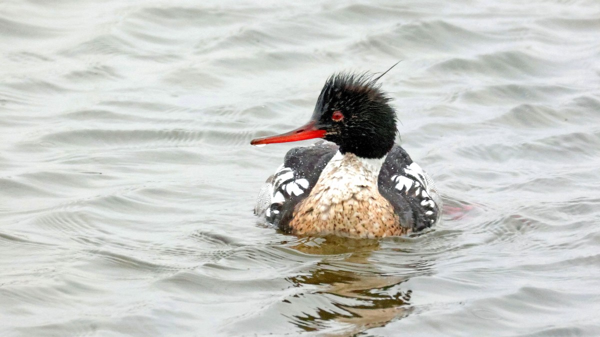 Red-breasted Merganser - ML638192920