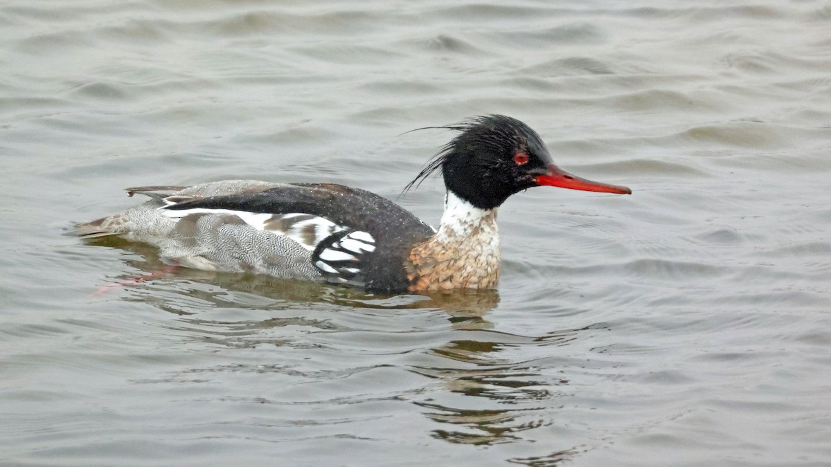 Red-breasted Merganser - ML638192922