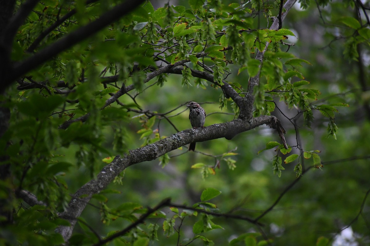 Song Sparrow - ML638192925