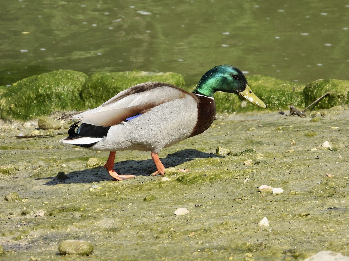 Mallard - ML638192934