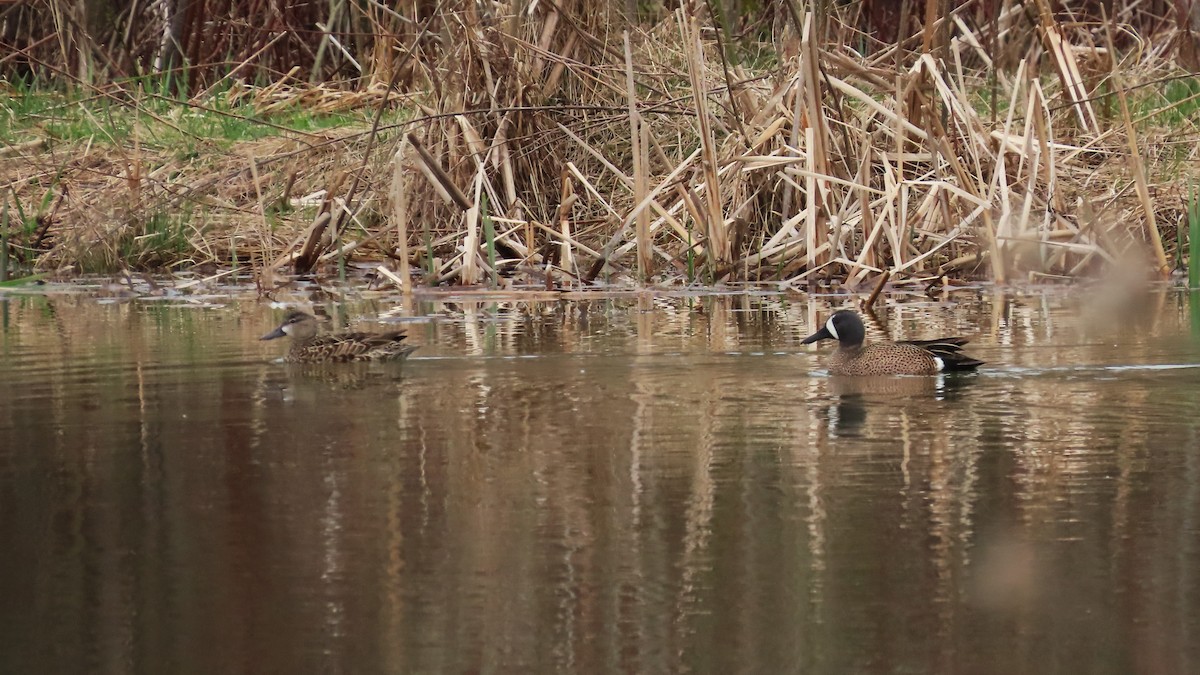 Blue-winged Teal - ML638192937