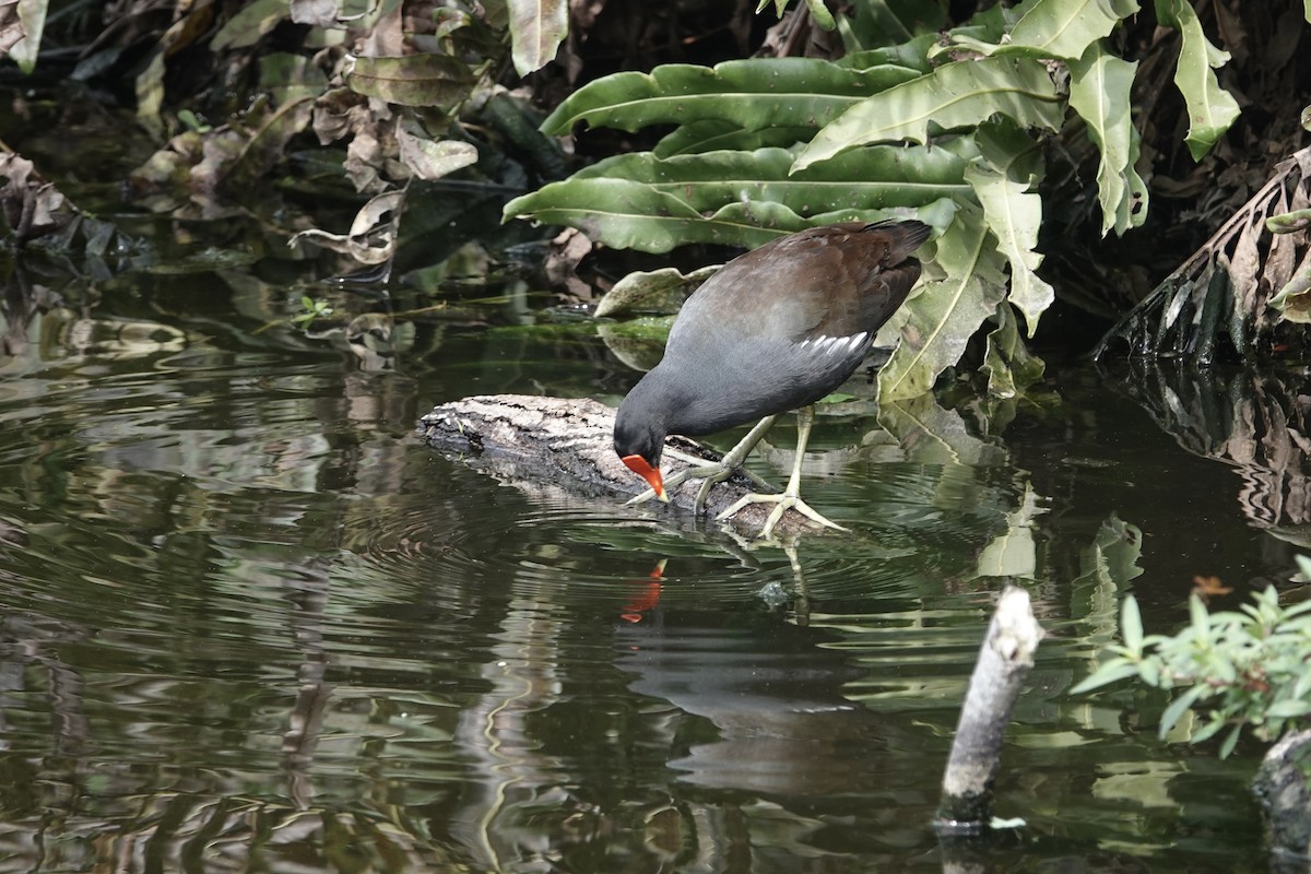 Common Gallinule - ML638192939