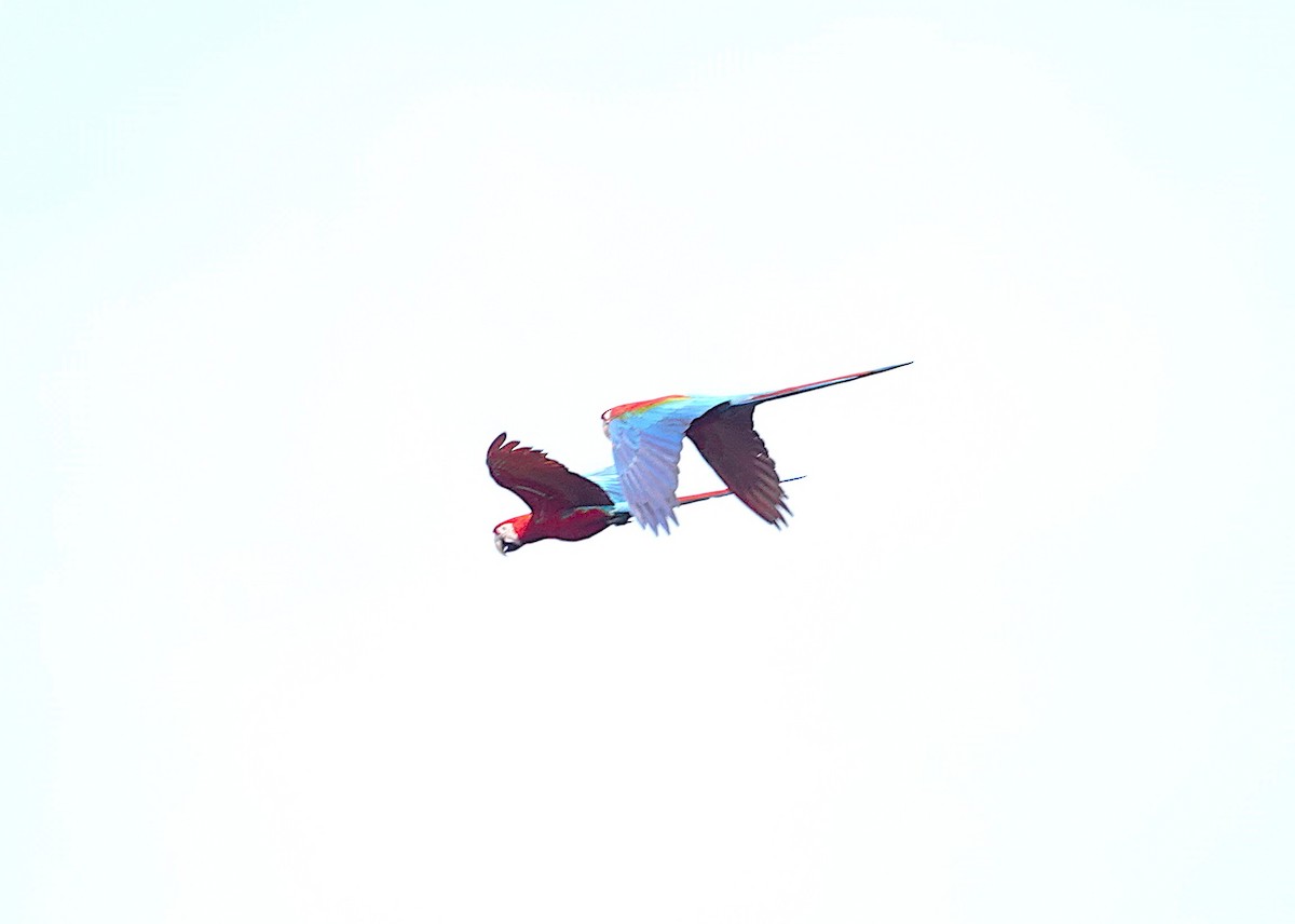 Red-and-green Macaw - ML638192940