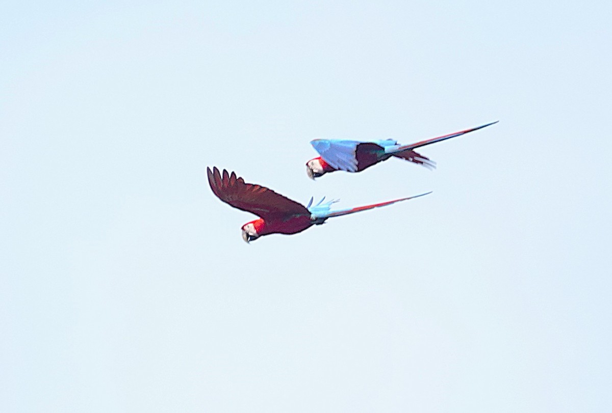 Red-and-green Macaw - ML638192941